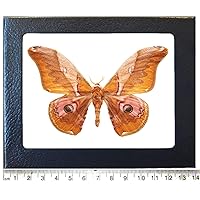 Caligula japonica pink orange saturn moth Japan