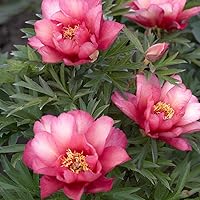 Itoh Peony Roots - Julia Rose - 1 Root - Pink/Yellow Easy to Grow & Maintain, Fragrant 100% Survive Guaranteed