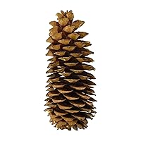 Homeford Dried Natural Sugar Pine Cone, Natural