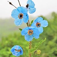 QAUZUY GARDEN 5 Rare Himalayan Blue Poppy Seeds (Meconopsis Betonicifolia) - Attract Pollinators - Showy Perennial Hardy Poppy Flower for Garden Home Outdoor