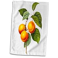 3D Rose Redoute Vintage Watercolor Fruit Apricot-Peach Prunus Sp Hand/Sports Towel, 15 x 22