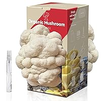 Inbloom Large Organic Edible Lion's Mane Mushroom Growing Kit (4lbs), Double-Side Mushroom Grow Kit Indoor Harvest in 10 Days at Home, Made in USA, Grows Year Round, Birthday Gift, House Warming Gift