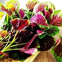 Leafy Greens Red Amaranth Seeds for Planting Cooking Dish Soup Salad Taste Delicious 200 Pcs Seeds