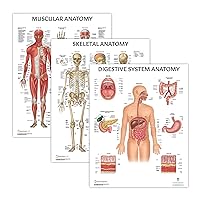 3 PACK Muscular, Skeletal, and Digestive System Human Anatomy Poster Set, LAMINATED, Anatomy and Physiology, 17.3 x 22.5 Inches, Anatomical Diagram for Education Learning and Students