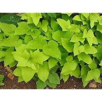 Marguerite Sweet Potato Vine, in 2.25 inch Pot- Decorative Vine only, not Vegetable producing (1)