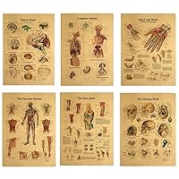 WellieST 6PCS Postcard Human Anatomy System Photo Collage Kit Anatomical Chart Pictures Kraft Paper Human Body Medical for Education Office Decor 42cmx30cm(16.5x11.8inch)