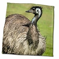 3dRose Australia, South Australia, Adelaide. Large Flightless Emu. - Towels (twl-226204-3)