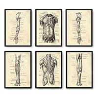 Vintage Human Body Anatomy Artwork Medical Wall Pictures Set of 6 Skeleton Organ Muscle Canvas Painting Posters Prints Clinic Room Decor (SKU1,16 x24inch=(40 x60 cm),Black Wood Photo Framed)
