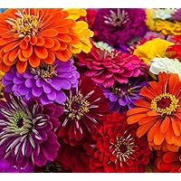 Zinnia Seeds for Planting – Non-GMO Heirloom Zinnia Flower Seeds – Full Instruction Packets to Plant in Your Home Outdoor Garden – Gardening Gift – 50 California Giant Zinnia Seeds (1 Packet)