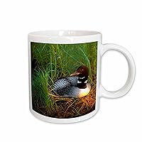 3dRose Minnesota, Common Loon bird, Leech Lake - US24 PHA0015 - Peter Hawkins - Mugs (mug_91399_1)