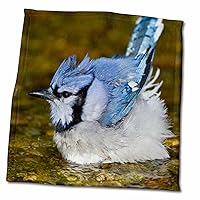 3dRose Blue Jay, Cyanocitta cristata, Bathing, Marion, Illinois, USA. - Towels (twl-206013-3)