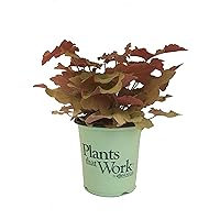 Premier Plant Solutions 17753 Plants That Work Coral Bells (Heuchera) Caramel, 19cm