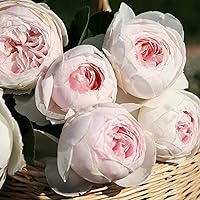 Earth Angel Parfuma Rose Plant Live Ready to Plant, Very Fragrant Blush Pink Flowers | Peony Shaped Blooms Own Root 1.5 Gallon Potted Rose Easy to Grow