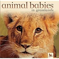 Animal Babies in Grasslands Animal Babies in Grasslands Hardcover