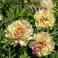 Peony Bulbs Peony is A Typical Temperate Plant. It Likes Warm Temperatures and is Cold-Tolerant. It Has A Wide Ecological Adaptability and Strong Cold Tolerance. -3bulbs-a