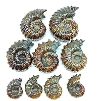 LIXUAN Goat Horn Ammonite Fossil Iridescent Natural Polished Douvilleiceras Ammolite Ancient Opalized Spiral Stone Mineral Shells (35-40MM)