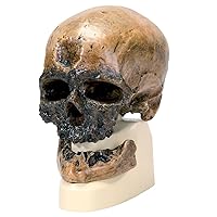 3B Scientific VP752/1 Crô-Magnon Anthropological Skull Model, 8.5