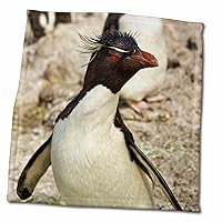 3dRose Argentina, Santa Cruz. Isla Pinguino, Southern Rockhopper Penguin. - Towels (twl-345632-3)