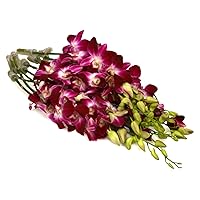 Fresh Cut Flowers - 10 Purple Orchids Dendrobium (Wholesale Pack of 10 Stems, Variegated Bom)