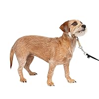 PetSafe Gentle Leader No-Pull Dog Headcollar - The Ultimate Solution to Pulling - Redirects Your Dog's Pulling For Easier Walks - Helps You Regain Control - Small, Fawn
