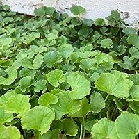 400+ Pennywort Gotu Kola Centella Asiatica Rau Ma Seeds for Planting - Asiatic Pennywort Herb Perennial Plant Culinary Vegetable