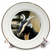 3dRose cp_4233_1 Goat Porcelain Plate, 8-Inch