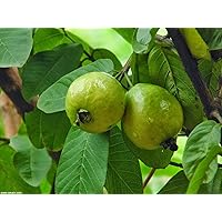 Fresh Guava Leaves from Trees Grown in South Florida - 1 oz (Approx. 10 to 25 Leaves) - No pesticides or Chemical Sprays / No Reimbursement or Return