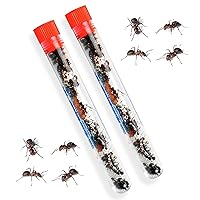 Live Ant Farm Ants Refill Kit - Double Order Red Harvester Ants - Educational Science Kit with 50 Live Ants - Ant Habitat Refill for Active Observation and Learning Experience