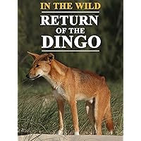 In the Wild Return of the Dingo