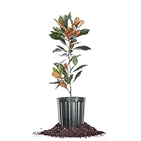Perfect Plants Little Gem Magnolia 1-2ft Tall in Grower's Pot | Massive Fragrant Late Spring Blooms | Low Maintenance Southern Evergreen