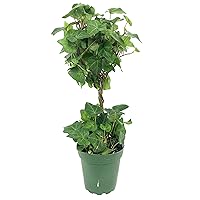 English Ivy Globe - 3 Live Plants in 4 Inch Pots - Hedera Helix - Florist Quality - Beautiful Easy Care Indoor Air Purifying Topiary Houseplant Vine