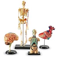 Anatomy Models Bundle Set, Brain, Body, Heart, Skeleton, Classroom Demonstration Tools, Teacher Accessories, Grades 8+, Ages 3+