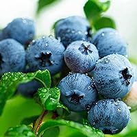 500+ Blueberry Fresh Fruit Seeds for Your Garden Planting Outdoors