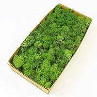 Preserved Reindeer Craft Moss Natural Green DIY Kit Gardenning Art Wall Decor Florist Easter Table Decor Wedding Decor (0.85lb)(Green-02)