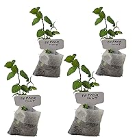 Peppermint Plants. Live, Fragrant, Fresh, Edible. Easy Grow. Indoor/Outdoor. (4 Mint Bags)