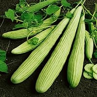 Seeds Rare Cucumber Armenian Long 70 Days Pickling Vegetable for Planting Heirloom Non GMO