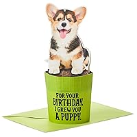 Hallmark Paper Wonder Shoebox Funny Pop Up Card for Birthdays (Puppy in a Pot)