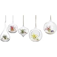 Mkono 5 Pack Hanging Glass Planter Air Plant Terrarium Decorations for Succulent, Tillandsia, Candle Holder (Plant Not Included)