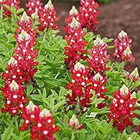 100+ Red Texas Bluebonnet Seeds Lupinus Texensis - Wild Native Lupine Seeds Attract Pollinators Perennial Stunning Colorful Wildflower