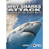 Why Sharks Attack