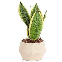 Costa Farms Snake Plant, Live Indoor Sansevieria Plant, Easy to Grow Succulent Houseplant Potted in Indoor Plant Pot, Potting Soil Mix, Home and Room Decor, Fits Shelves, Tabletops, 8-Inches Tall