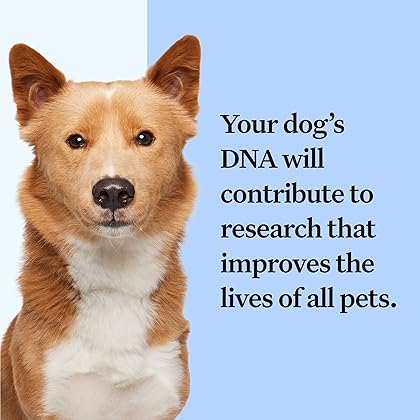 Wisdom Panel Breed Discovery Dog DNA Kit: Most Accurate Dog Breed Identification, Test for 350+ Breeds, MDR1 Health Test, Ancestry, Relatives