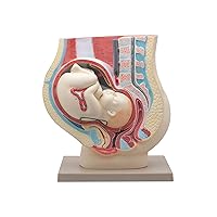 Eisco Labs Human Pregnancy Pelvis Model with Removable Fetus - Hand Painted