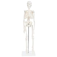 Human Skeleton Model, 19