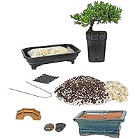 Eve's Deluxe Bonsai Tree Starter Kit, Complete Do-It-Yourself Kit with 4 Year Old Japanese Juniper !!! Cannot Ship to CA California & HI Hawaii !!!