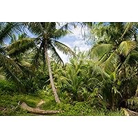 7x5ft Tropical Island Backdrops for Photography Coconut Palm Trees Background Island Wedding Backdrop Summer Theme Party Siesta Holiday Green Spring Summer Photo Studio Video Props