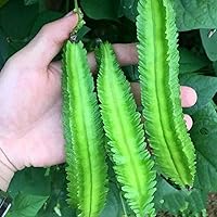 20 Đậu Rồng Bean Seeds - - Aka. Dragon Bean, Four Angled Bean, Cigarillas, Goa Bean, Manila Bean, Princess Bean - Non GMO, Untreated, Heirloom Plant Seedling Garden