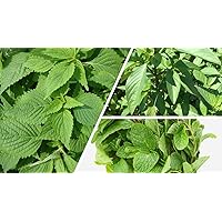 Set of 3 big pack individual 3 bags 2000+ Seeds each bag Elsholtzia Cristata Mint Vietnamese Mint Balm Lamiaceae Rau Kinh Gioi and Large leaf basil quế lá siêu lớn and Vietnmese Mint húng lũi Rau thom