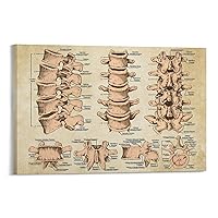 Chiropractor Lumbar Spine Structure Poster Chiropractor Office Decor Chiropractic Poster Canvas Painting Posters And Prints Wall Art Pictures for Living Room Bedroom Decor 12x18inch(30x45cm) Frame-st