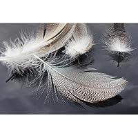 Tigofly 30 pcs 3 Colors Mixed Black Barred Natural Grizzly Rooster Hackles  Feathers Fly Tying Materials